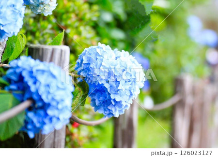 よくある紫陽花 よくある紫陽花 126023127