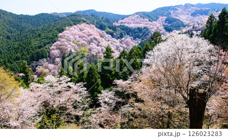 爽やかな春を迎えた吉野山 一目千本 吉水神社より 奈良県 爽やかな春を迎えた吉野山 一目千本 吉水神社より 奈良県 126023283