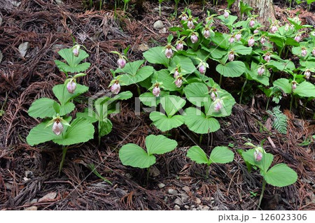 豊能町の林床で見た緑色の大きな葉にユニークな形の唇弁の花のクマガイソウの群生 126023306