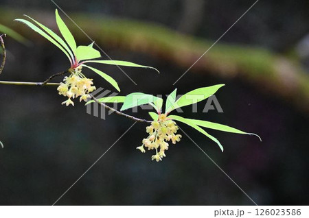 春に箕面で見た苔むしたぼやけた木を背景にした鮮やかな若葉の下に淡黄色の沢山の花をつけた綺麗なクロモジ 126023586