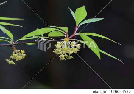 春に箕面で見た鮮やかな若葉の下で沢山の淡黄色の花がぶら下がって咲いている綺麗な枝のクロモジ 126023587