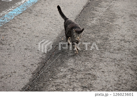 道端で遊ぶとら猫 126023601