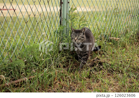 広場で遊ぶとら猫 広場で遊ぶとら猫 126023606