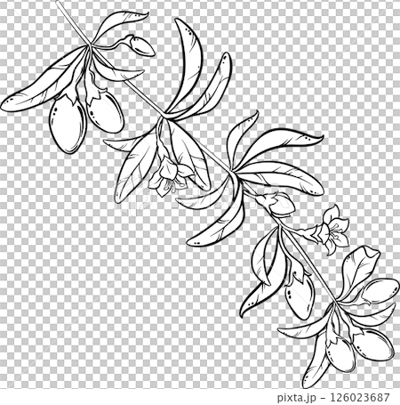 Goji Branch with Flowers, Berries and Leaves Colored Detailed Illustration. Organic natural nutritional healthy food ingredient, vegetarian diet product. 126023687