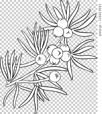 Juniper Branch with Berries  and Leaves Colored Detailed Illustration. 126023691