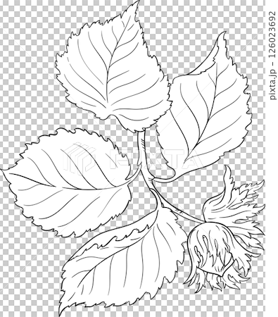 Hazelnut Branch with Nuts  and Leaves Outline Illustration 126023692