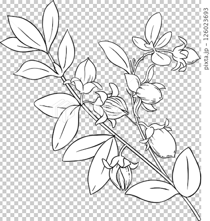 Jojoba Branch with Nuts and Leaves Outline Illustration. Ingredient for cosmetics, spa, aromatherapy, health care, alternative medicine 126023693