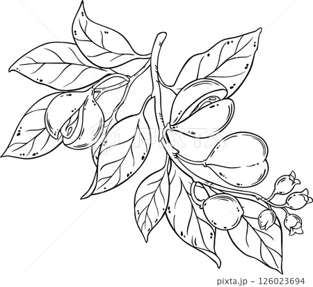 Nutmeg Branch Outline  Illustration. 126023694