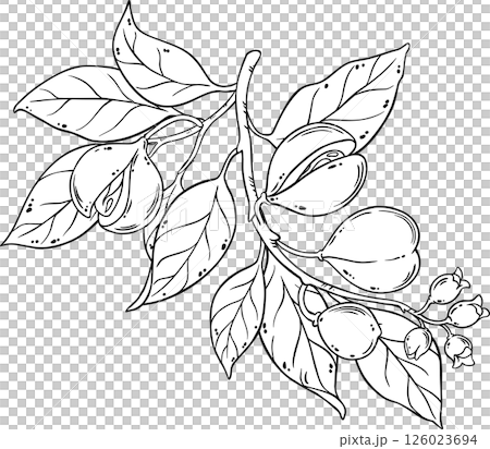 Nutmeg Branch Outline  Illustration. 126023694