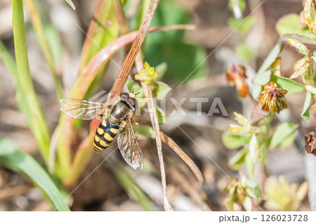 ナミホシヒラタアブ ナミホシヒラタアブ 126023728