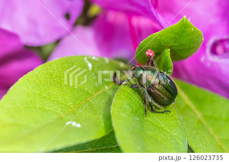 ヒラタアオコガネ 126023735