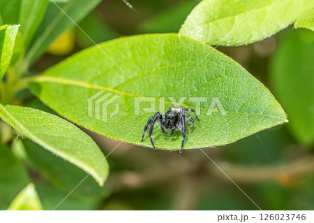 ハエトリグモ 126023746