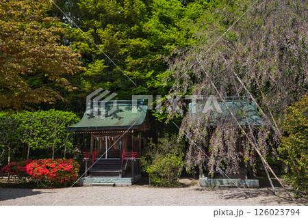 新緑の常宮神社 新緑の常宮神社 126023794