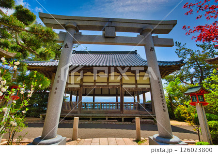 新緑の常宮神社 新緑の常宮神社 126023800