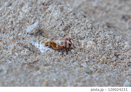 竹富島の星砂浜とヤドカリ（カイジ浜） 126024231