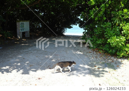 竹富島の星砂浜入口と猫（カイジ浜） 126024233