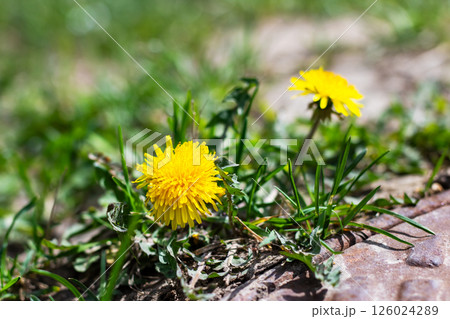 A dandelion is growing out of the ground amidst the grass around it A dandelion is growing out of the ground amidst the grass around it 126024289
