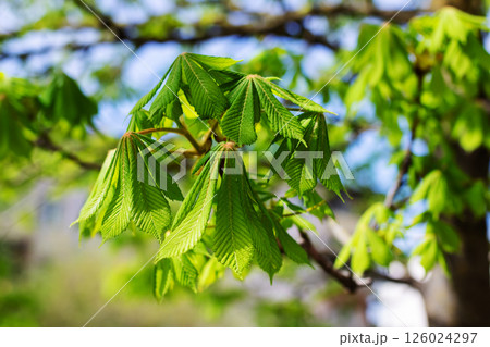 A detailed close up of a tree branch showcasing vibrant green leaves A detailed close up of a tree branch showcasing vibrant green leaves 126024297