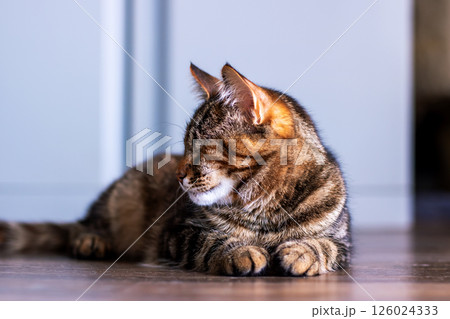 A Relaxed Tabby Cat Enjoying the Sunlight on a Warm Wooden Floor in a Cozy Atmosphere 126024333
