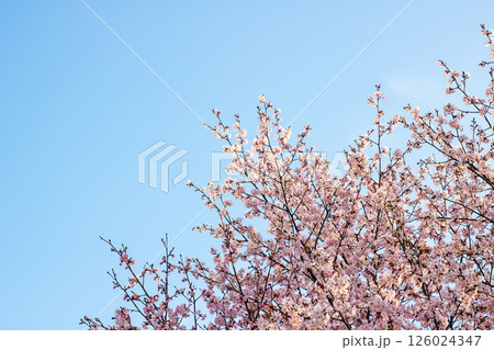 A cherry blossom tree with pink flowers stands against a blue sky 126024347