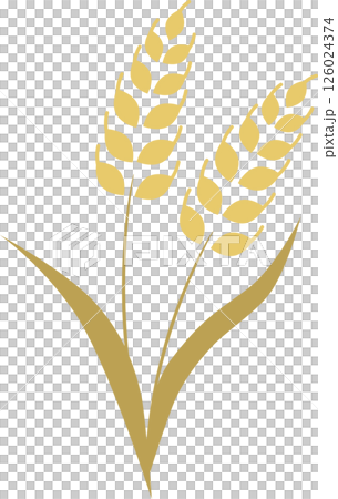 麦のシンプルなイラスト素材 126024374