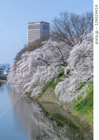 桜の霞城公園 126024414