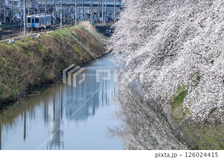 桜とローカル電車 桜とローカル電車 126024415