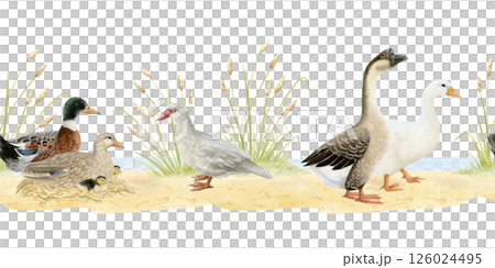 Various ducks and geese horizontal watercolor seamless border. Poultry yard waterfowl birds on sandy ground in hand drawn realistic style. Easter farm repeat background for village designs Various ducks and geese horizontal watercolor seamless border. Poultry yard waterfowl birds on sandy ground in hand drawn realistic style. Easter farm repeat background for village designs 126024495