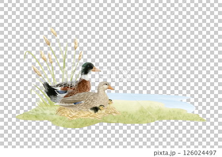 Wild ducks family with ducklings near lake watercolor illustration isolated on white. Hand drawn realistic waterfowl male and female mallard birds. Realistic animals clip art for countryside designs Wild ducks family with ducklings near lake watercolor illustration isolated on white. Hand drawn realistic waterfowl male and female mallard birds. Realistic animals clip art for countryside designs 126024497