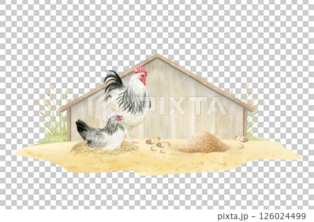 Chicken family in wooden coop watercolor isolated illustration. Hen on nest, rooster and baby chicks with mullet food on sandy ground. Farm poultry yard birds realistic clip art Chicken family in wooden coop watercolor isolated illustration. Hen on nest, rooster and baby chicks with mullet food on sandy ground. Farm poultry yard birds realistic clip art 126024499