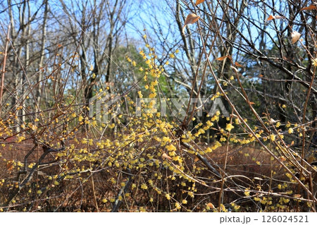 ソシンロウバイの花 126024521