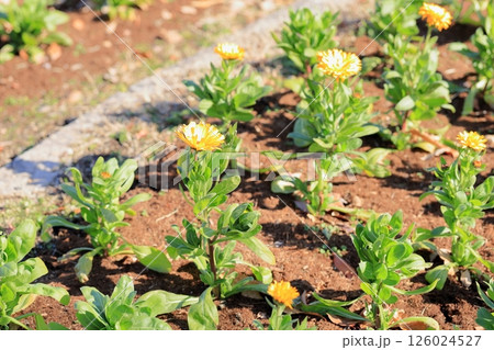 冬　満開　キンセンカの花 126024527