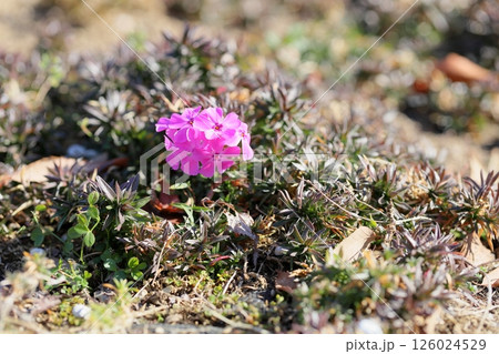 シバザクラの花 126024529