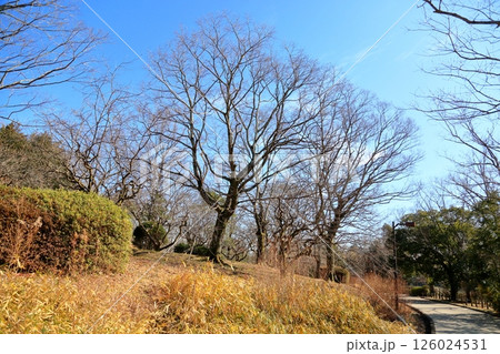 冬の公園 葉落ち柿の木 冬の公園 葉落ち柿の木 126024531