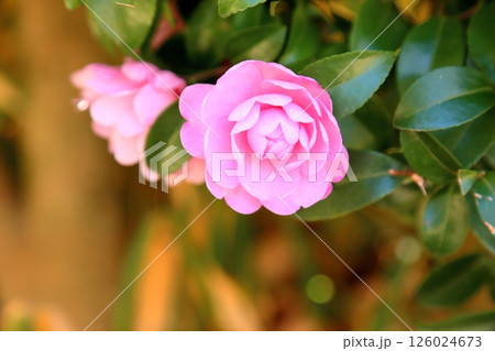 山茶花の花 126024673