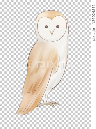 owl owl 126024852