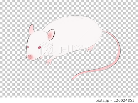 mouse   126024853
