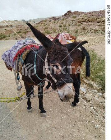 ヨルダン　ペトラ遺跡のロバ 126024969