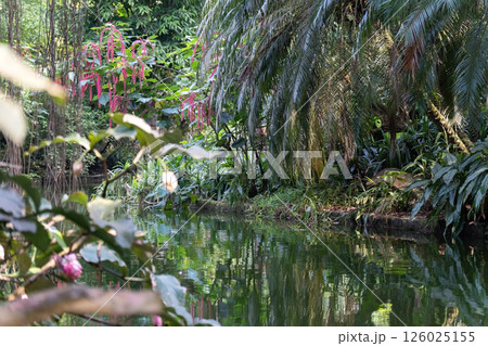 A small river flows through the thickets of tropical jungle. The water reflects the green crowns of trees and vines, creating a feeling of privacy and untouched nature. A small river flows through the thickets of tropical jungle. The water reflects the green crowns of trees and vines, creating a feeling of privacy and untouched nature. 126025155