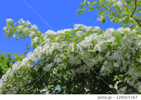 なんじゃもんじゃの花(ヒトツバタゴ) なんじゃもんじゃの花(ヒトツバタゴ) 126025167