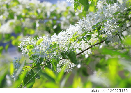 なんじゃもんじゃの花(ヒトツバタゴ) なんじゃもんじゃの花(ヒトツバタゴ) 126025173