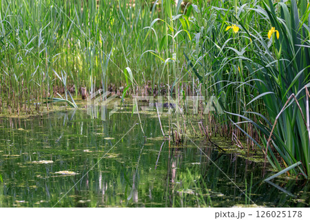 北海道由仁町、水辺に生える草木【5月】 126025178