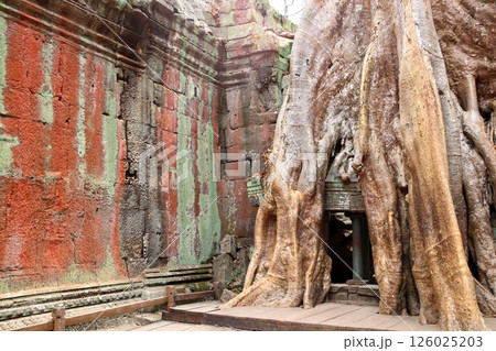 Roots of giant banyan tree on Ta Prohm temple ruins, Khmer ancient temple Angkor Wat (Angkor Thom), Siem Reap, Cambodia. Topic of vacation, travel, trip abroad on vacation, cruises and tours 126025203