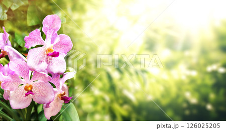 Tropical scene with orchid flowers on sunny nature background. Horizontal banner with leaves of tropical plants and orchid flower of lilac color. Lilac-hued orchid blossom. Copy space for text Tropical scene with orchid flowers on sunny nature background. Horizontal banner with leaves of tropical plants and orchid flower of lilac color. Lilac-hued orchid blossom. Copy space for text 126025205