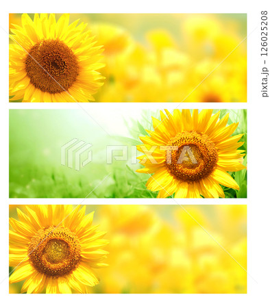 Sunflower on blurred sunny nature background. Set of horizontal agriculture summer banners with sunflowers field. Organic food production. Harvest of farm product. Oilseed crop. Copy space for text Sunflower on blurred sunny nature background. Set of horizontal agriculture summer banners with sunflowers field. Organic food production. Harvest of farm product. Oilseed crop. Copy space for text 126025208