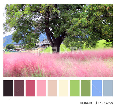 Color matching palette with complimentary colour swatches. Field of Pink Muhly Grass, Gyeongju, South Korea. Autumn scene of Korea with flowering Muhlenbergia Capillaris. Autumn color matching palette Color matching palette with complimentary colour swatches. Field of Pink Muhly Grass, Gyeongju, South Korea. Autumn scene of Korea with flowering Muhlenbergia Capillaris. Autumn color matching palette 126025209