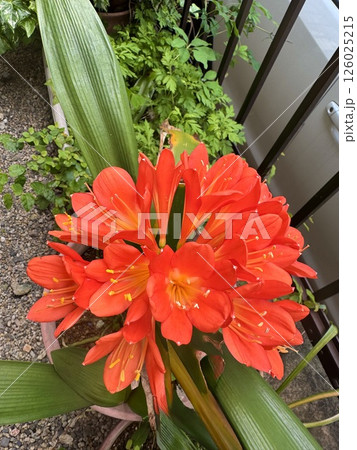 真っ赤なクンシラン 真っ赤なクンシラン 126025215