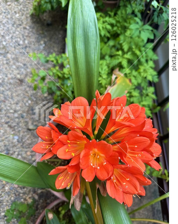 真っ赤なクンシラン 126025218