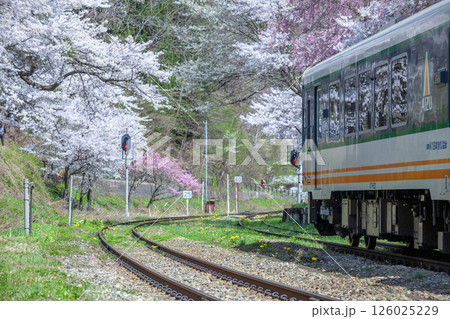 桜とローカル電車 桜とローカル電車 126025229