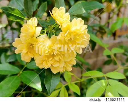 庭の黄色のモッコウバラ 126025335